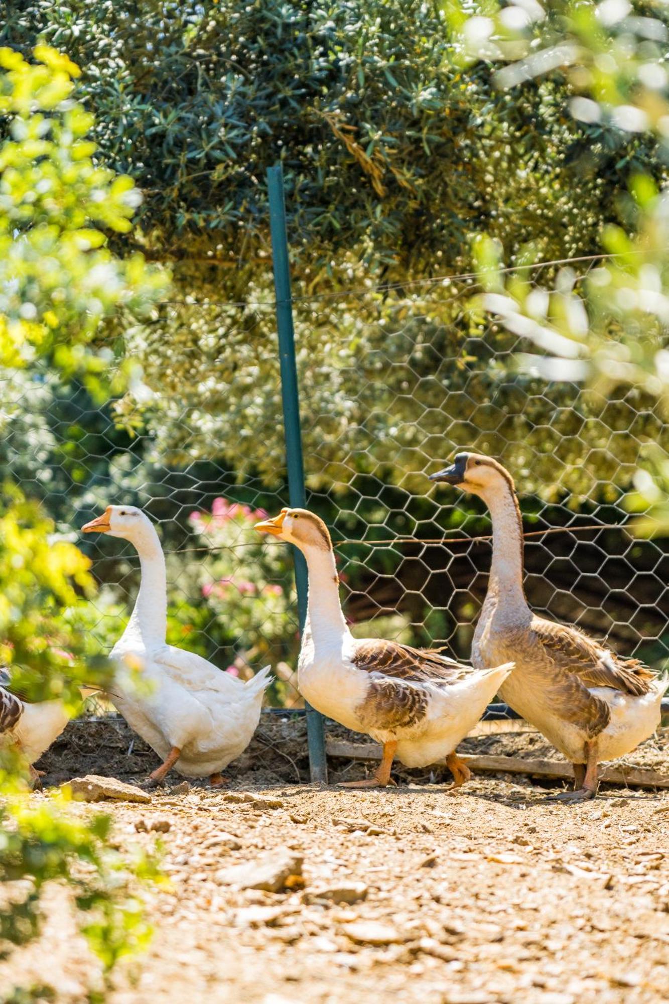 Gullu Konaklari Σελτσούκ Εξωτερικό φωτογραφία